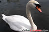 Cisne en el lago principal del parque Hyde Park