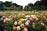 Regent's Park